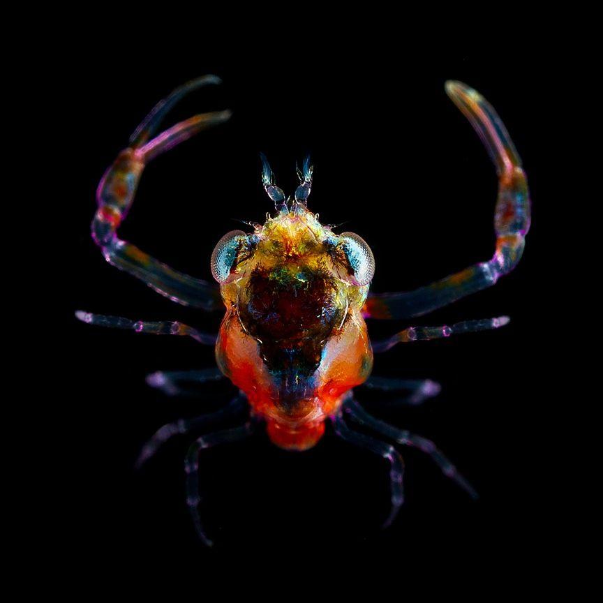 top down perspective of a crab